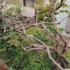 フジ(藤)②お譲りします【予定者あり】の画像