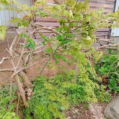 フジ(藤)②お譲りします【予定者あり】の画像