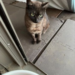 臆病だけど甘えん坊｡地域猫 サバクロの女の子