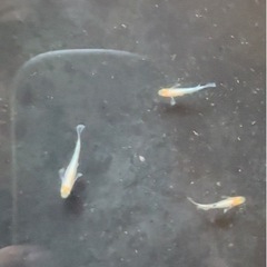 メダカ販売します！の画像