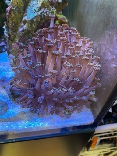 ビックサイズ　ハナガササンゴパープル約15cm