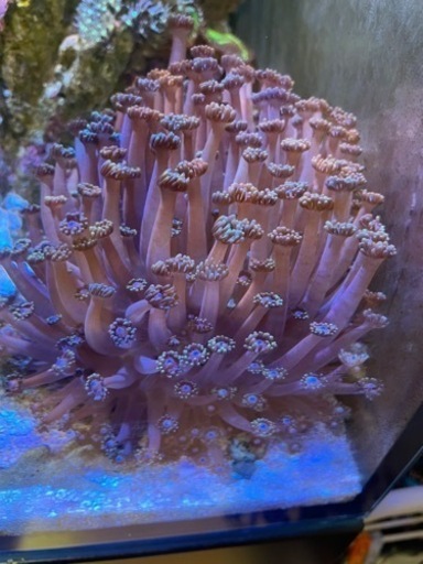 ビックサイズ　ハナガササンゴパープル約15cm