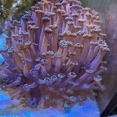 ビックサイズ ハナガササンゴパープル約15cm