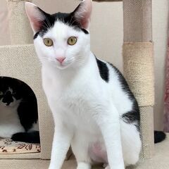 里親決定　イケメン　8ヶ月の男の子