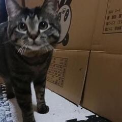 心優しい方、大切に育ててもらいたいです。
