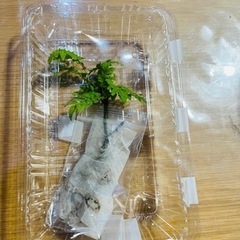 山椒苗　約10cm