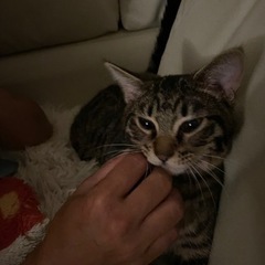 保護猫　オスの約1歳キジトラです