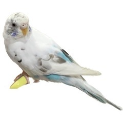 迷子のセキセイインコ探しています🦜那覇市小禄