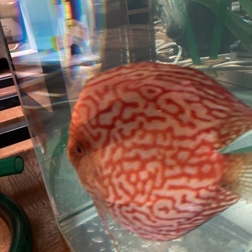 ディスカス　Lサイズ　パールラフレシア　オス　レッドパールラフレシア　美魚❗️ パールラフレシア・ディスカス 8cm±(サンプル写真) - 熱帯魚ディスカス 