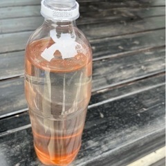 ゾウリムシ　そら野テラスで販売の画像