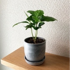 観葉植物　コーヒーの木⑤　18cm　おしゃれな2号の鉢と受け皿付きの画像