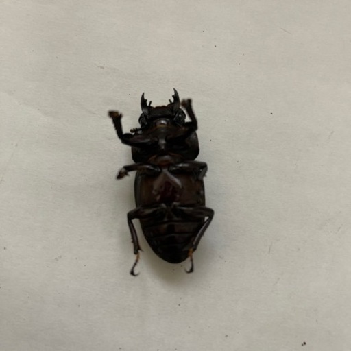 国産オオクワガタペア73mm（親♀YG血統）管理番号4
