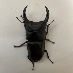 【取引済み】国産オオクワガタ♂ B品（親♀YG血統）　管理番号5の画像