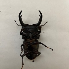 【取引済み】国産オオクワガタ♂ B品（親♀YG血統）　管理番号5の画像