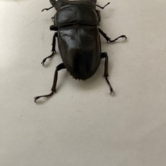【取引済み】国産オオクワガタ♂ B品（親♀YG血統）　管理番号5の画像