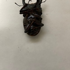 【取引済み】国産オオクワガタ♂ B品（親♀YG血統）　管理番号5の画像