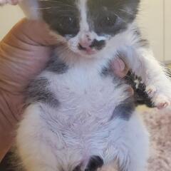 4月1日生まれの三毛猫ちゃん