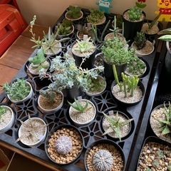LIVLOV様で出店
