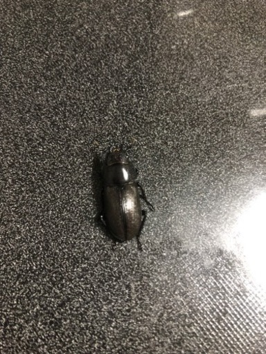 即ブリ　チュチェンセスジクワガタ　ペア