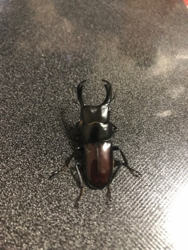 即ブリ　チュチェンセスジクワガタ　ペア