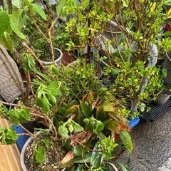 無料　観葉植物　植木　花　園芸