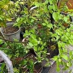 無料　観葉植物　植木　花　園芸の画像