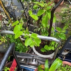無料　観葉植物　植木　花　園芸の画像