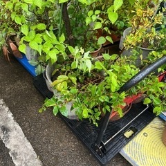 無料　観葉植物　植木　花　園芸の画像