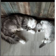 姫路駅近隣または伊伝居 犬カフェまたは猫カフェ経験者(半年または...