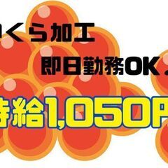 いくら加工作業