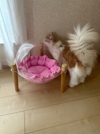 キャットタワー・・・では無いですが、キャットボール【呼び名の無い商品】