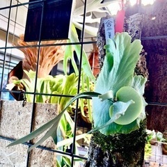植物のラックに如何ですか？の画像