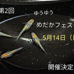 5/14日(⁠日)ゆうゆうめだかフェスタ‼️☆NAGOYA ME...