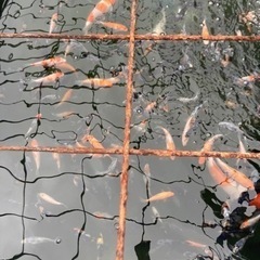 錦鯉