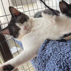 白黒猫、はちわれ猫をお探しの方♪　グレーががかった毛色がかわいい...