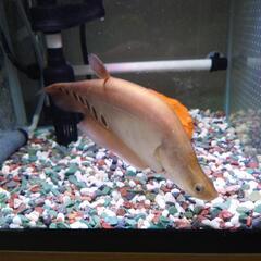 古代魚(決まりました！)
