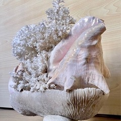 サンゴと貝の置物_玄関の置物や熱帯魚や水槽の中で海の中の景色等々に_昭和レトロ_珊瑚の画像