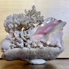 サンゴと貝の置物_玄関の置物や熱帯魚や水槽の中で海の中の景色等々...