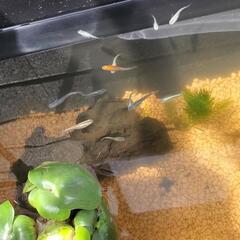 メダカ友達😆😆