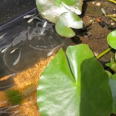メダカ友達😆😆 - 茂原市