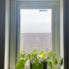 【予約済】観葉植物 ポトス ガラス鉢の画像