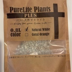 【予約済】観葉植物 ポトス ガラス鉢の画像