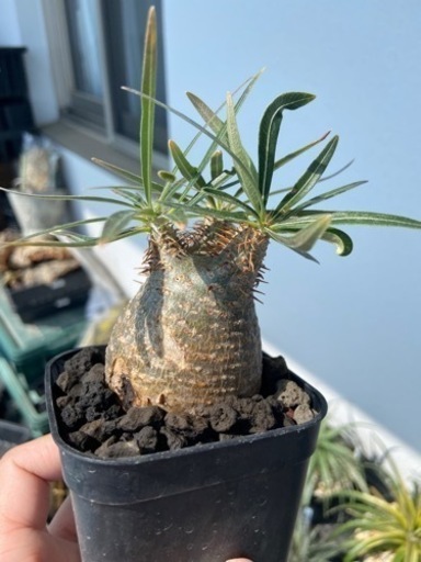 パキポディウム　グラキリス　3