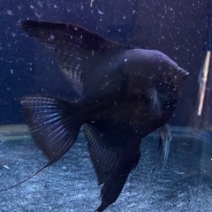 ブラックエンゼルフィッシュ