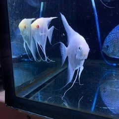 エンゼルフィッシュの中古が安い！激安で譲ります・無料で