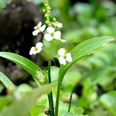 メダカ喜ぶ水草「ナガバオモダカ」　　５株(大3、小2目安)