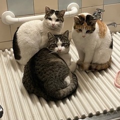 急募 ハチワレ 背中に黒模様の女の子