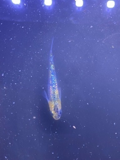 上州めだか　雷虎　１ペア