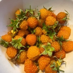 とっても甘い　酸味無し　トゲなし　カジイチゴ　木苺　苗　苗木　