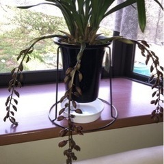 キンリョウヘン切り花の画像